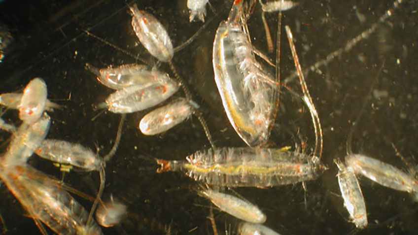 Zooplankton, normally difficult to see with the naked eye, viewed through a microscope. Image courtesy of M. Wilson, J. Clark, NOAA NMFS AFSC.