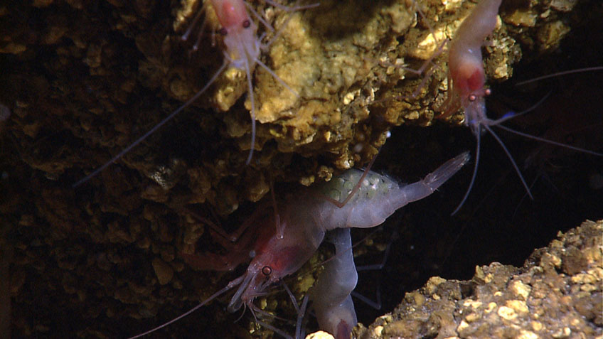 Green eggs can be seen on this alvinocarid shrimp living near a hydrothermal vent at the Von Damm site. Image courtesy of NOAA Okeanos Explorer Program, MCR Expedition 2011.