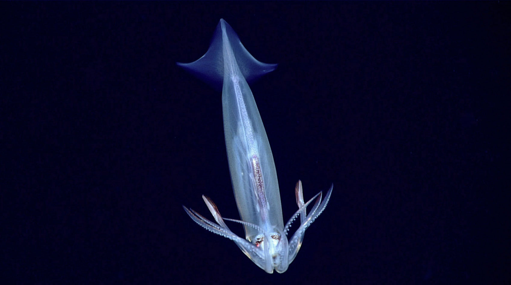 Northern shortfin squid (Illex illecebrosus) seen while diving in Uchupi Canyon during the 2021 ROV Shakedown.