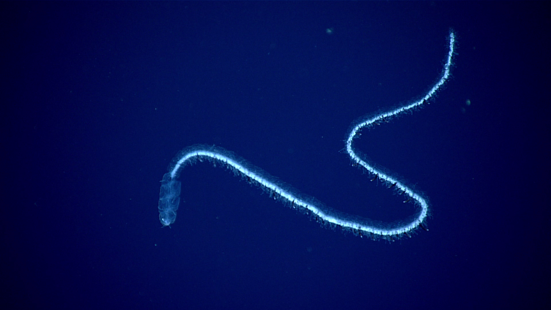 A siphonophore seen during a dive exploring the deep-sea habitats off Puerto Rico and the U.S. Virgin Islands.