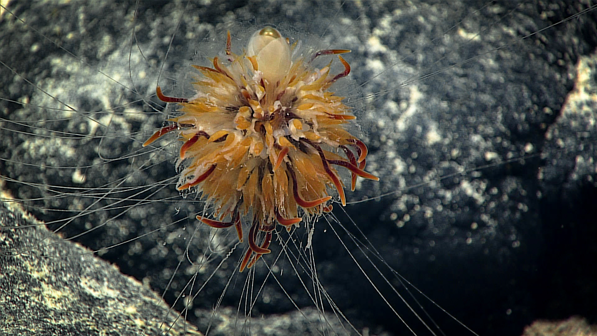 The majority of siphonophores are active swimmers, living in the water column of the open ocean. An exception is the “dandelion siphonophore.” Belonging to the family Rhodaliidae, these animals tether themselves to the seafloor using their tentacles. This siphonophore, which is a potentially new species, was imaged using its tentacles to attach to iron-manganese encrusted rocks on the deep slopes of Rose Atoll.