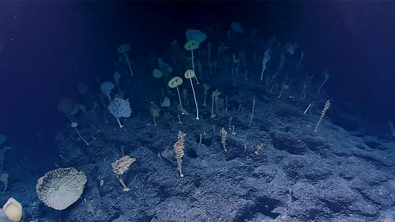 While exploring “Ridge” Seamount during the 2017 Laulima O Ka Moana: Exploring Deep Monument Waters Around Johnston Atoll expedition, remotely operated vehicle Deep Discoverer encountered this alien-like community composed almost exclusively of glass sponges that were uniformly oriented with the direction of the current. Amongst these sponges was the now newly described and named “E.T. sponge.”