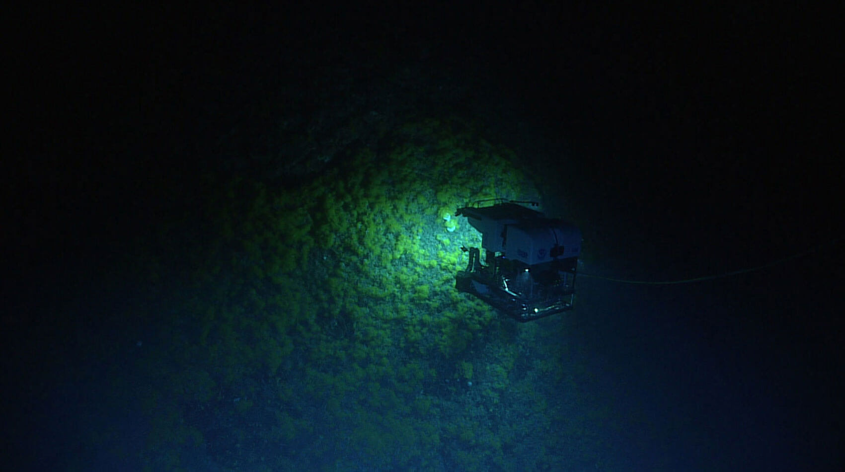 Remotely operated vehicle Deep Discoverer traverses over a field of live, yellow coral in the genus Eguchipsammia growing over the top of dead coral rubble seen during much of Dive 01 of the second Voyage to the Ridge 2022 expedition.