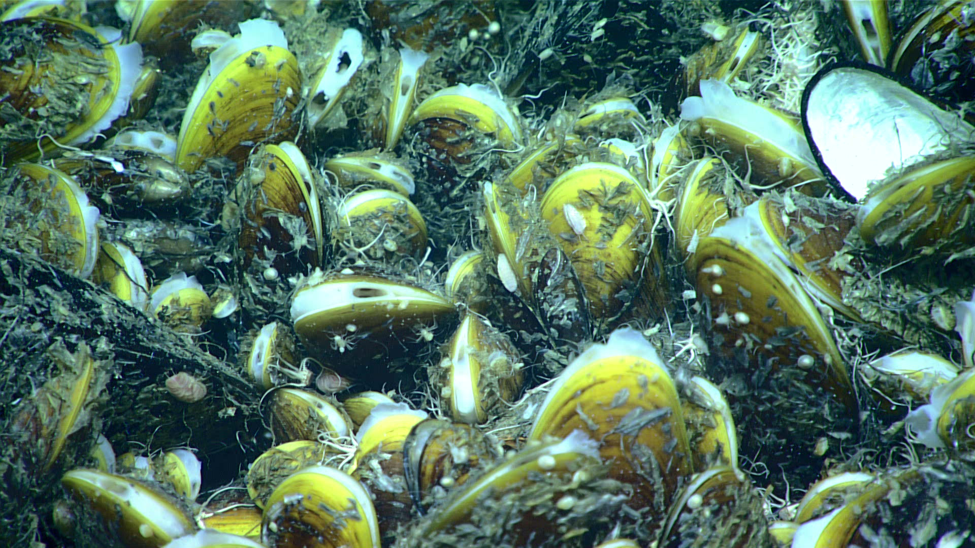 Bathymodiolus mussels are common members of chemosynthetic communities. These mussels have a symbiotic relationship with chemosynthetic bacteria living in their tissues. In turn, beds of Bathymodiolus mussels often support a huge variety of invertebrates, including sea stars, scaleworms, and limpets.