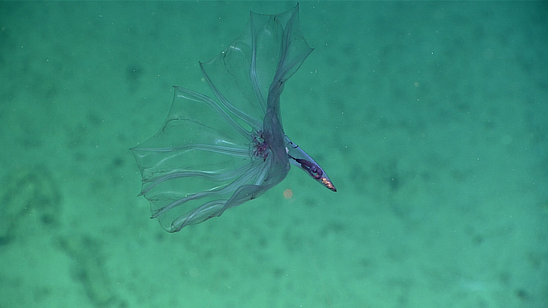 This beautiful pelagic sea cucumber was seen swimming just above the seafloor during a NOAA Ocean Exploration expedition dive near Howland Island in the Pacific Ocean. Unlike other sea cucumbers that we sometimes see moving around on the seafloor, this particular sea cucumber spends its entire life in the water column.