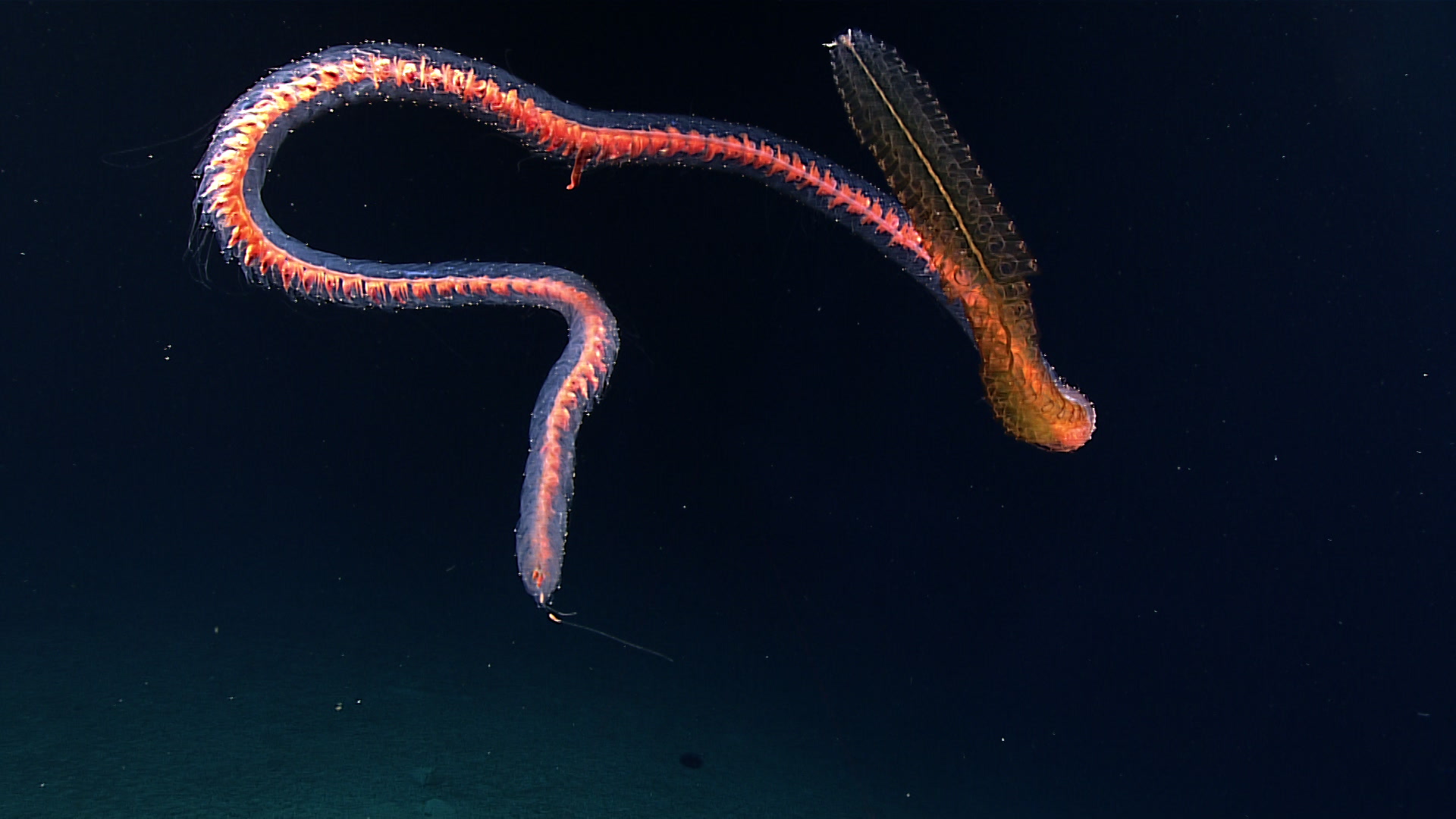 Most siphonophores are long and almost rope-like in appearance, with individual zooids arranged on a long “stem.” This siphonophore, observed while exploring the Winslow Reef Complex in the Pacific Ocean, has a pinkish internal system visible through clear external tissues. It was largely intact and in good shape, which is unusual as these animals are so delicate that we often observe them in pieces.