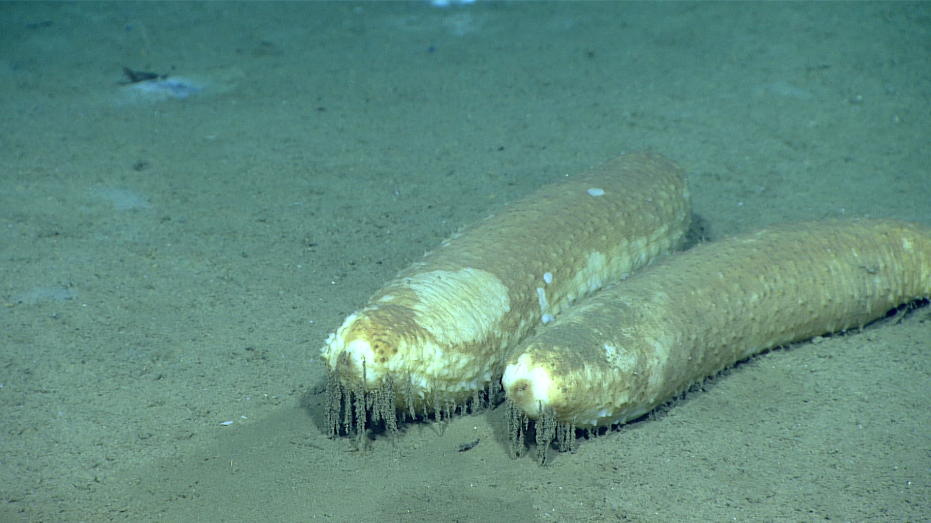 Paroriza pallens</i> sea cucumbers are hermaphroditic, meaning individuals have both male and female reproductive organs. During a dive to explore in the Gulf of Mexico, we frequently encountered these deposit feeders in pairs such as this one. The nature of the shaggy filaments hanging from the flanks of these sea cucumbers remains a mystery.