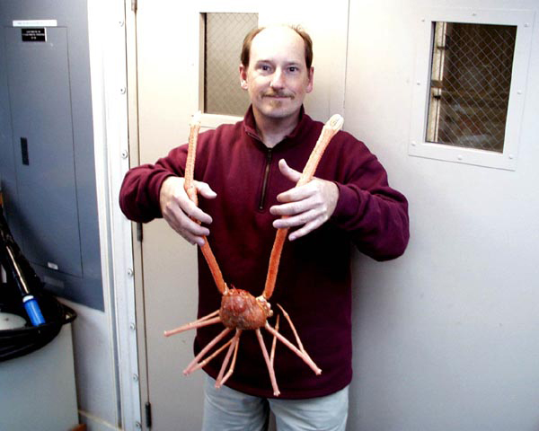 A large-clawed spider crab