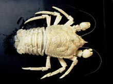Munidopsis albatrossae, a blind squat lobster