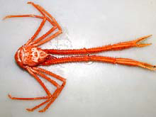 Red galatheid crab