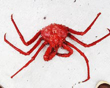 Scarlet king crab, Lithodes couesi