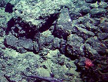 Seafloor at Patton Seamount