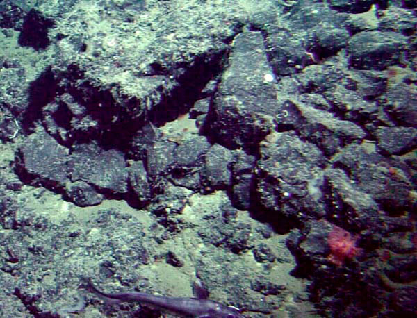 Seafloor on Patton Seamount
