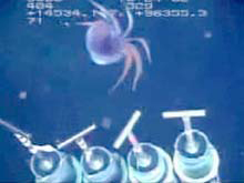 Squid video