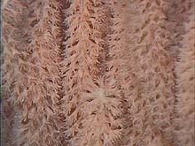Coral polyps on a bamboo coral