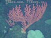 Paragorgia coral