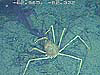 Spider crab missing limbs