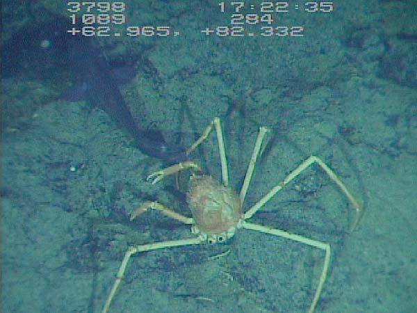 Spider crab and rattail fish