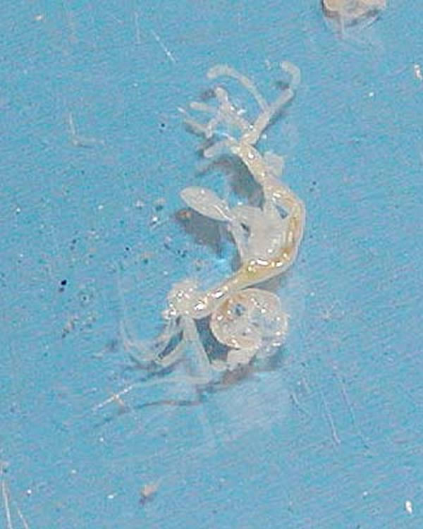 Skeleton shrimp
