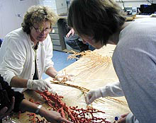 Sue and Amy remove basket starfish