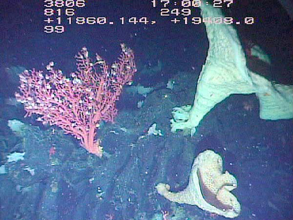 Paragorgia coral and horn-shaped vase sponges