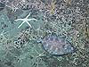 White sea star and flat fish