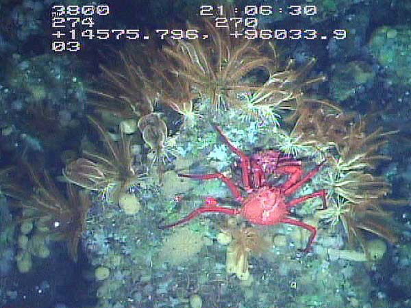 Scarlet king crabs