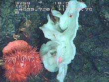 Pink anemone and sponge