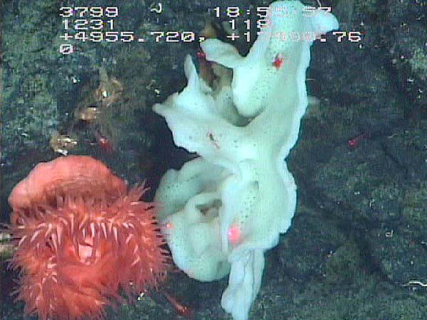 Pink anemone and sponge