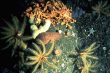 Deep-sea Arctic echinoderms