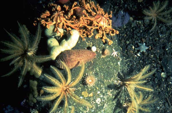 Arctic echinoderms