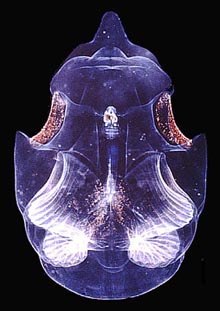 larvacean Oikopleura labradoriensis