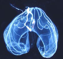 Bathocyroe foster, a ctenophore