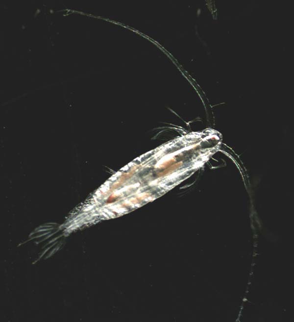 The copepod Neocalanus