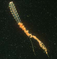 Orange siphonophore