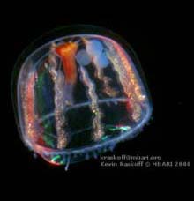 small jelly
