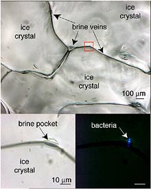 brine pockets in sea-ice