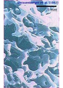 Scanning electron microscopial image of the brine channel properties of sea ice.