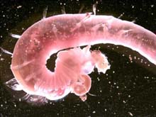 poycheate worm