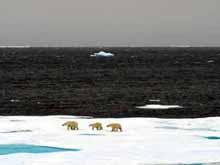 mother polar bear and her 2 cubs