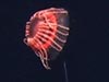 The midwater hydromedusae Atolla tenella