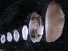 Fish otoliths.