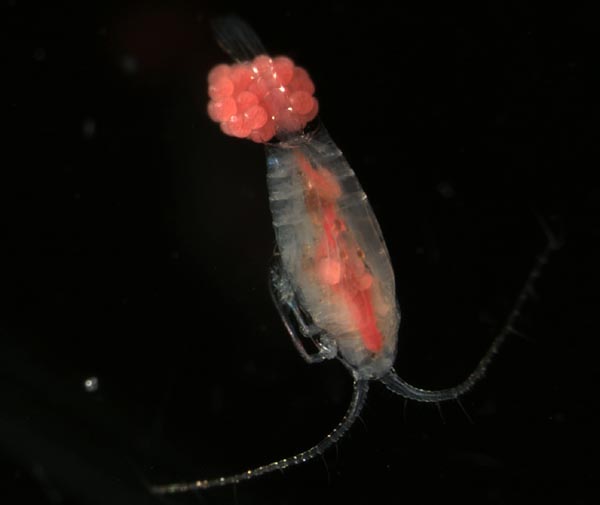 Copepod laden with eggs
