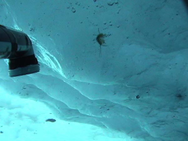 the amphipod, Gammarus wilkitzkii, hiding within the ice