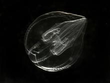 Juvenile Bolinopsis ctenophore