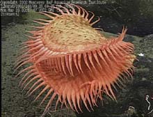 Flytrap anemone