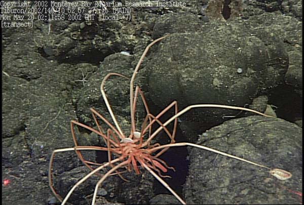 Sea Spider molting