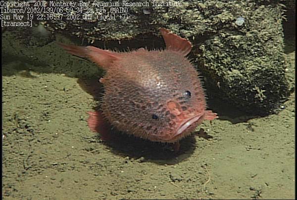 Unidentified frogfish