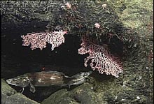 Cusk eel and gorgonian corals