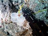The ROPOS claw positioning a bacteria trap.